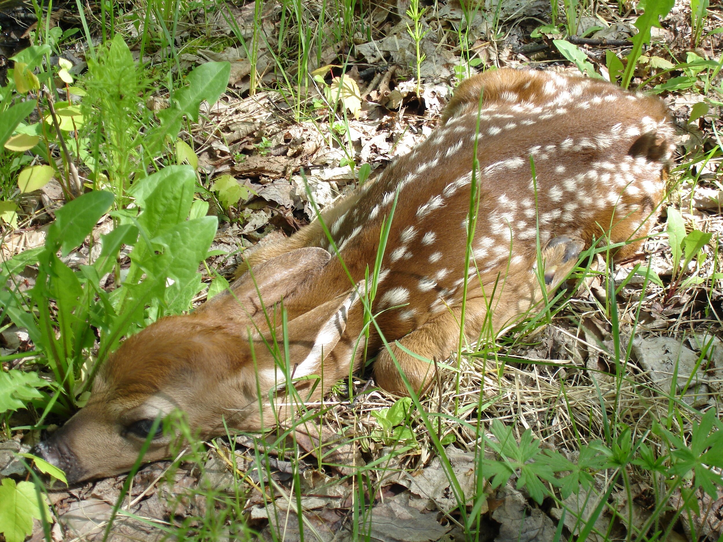 fawn in grass